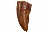 Serrated, Raptor Tooth - Real Dinosaur Tooth #216578-1